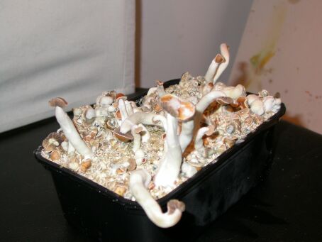 shroom03.jpg