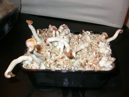 shroom02.jpg