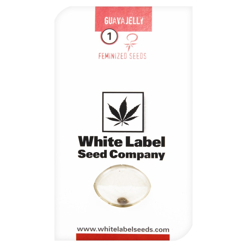 Seeds :: White Label :: Guava Jelly Feminized (White Label Seeds)