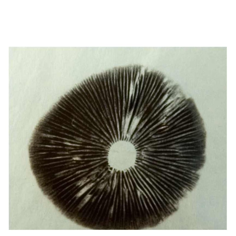 Smartshop :: Magic Mushrooms :: Magic Mushroom Spores :: Psilocybe ...