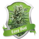 Easy Bud Autoflowering (Royal Queen Seeds)