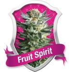 Fruit Spirit Feminized (Royal Queen Seeds)