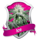 Ice Feminized (Royal Queen Seeds)