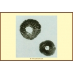 Panaeolus Cyanescens Cambodia Spore Print