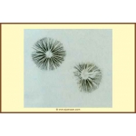 Panaeolus Cyanescens Jamaica Spore Print