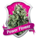 Power Flower Feminized (Royal Queen Seeds)