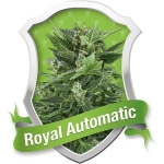 Royal Automatic (Royal Queen Seeds)