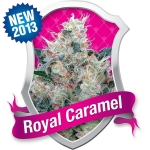 Royal Caramel Feminized (Royal Queen Seeds)