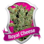 Royal Cheese Feminized (Royal Queen Seeds)