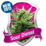 Sour Diesel Feminized (Royal Queen Seeds)