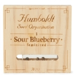 Sour Blueberry Feminized (Humboldt)