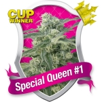 Special Queen #1 Feminized (Royal Queen Seeds)