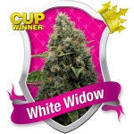 White Widow Feminized (Royal Queen Seeds)
