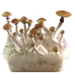 Growkit Psilocybe Cubensis Thai