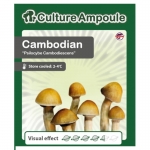 Culture Ampoule Psilocybe Cubensis Cambodian