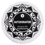 Amnesia XXL Autoflowering (Dinafem)