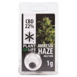 Amnesia Haze CBD Jelly 22% (Plant of Life) 1g