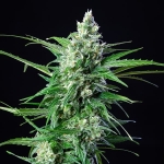 Royal AK Automatic (Royal Queen Seeds)