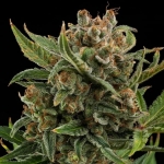 White Widow Automatic (Royal Queen Seeds)