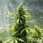 Jack Herer Automatic (Royal Queen Seeds)
