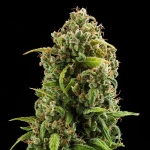 Diesel Automatic (Royal Queen Seeds)