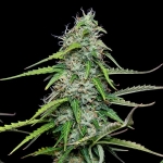 Royal Gorilla Automatic (Royal Queen Seeds)