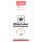 Gelato #420 Feminzed (White Label Seeds)