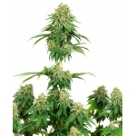 Girl Scout Cookies Feminized (White Label Seeds)