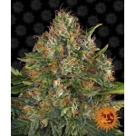 G13 Haze Regular 10 seeds (Barneys Farm)