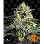 Peyote Cookies Feminized (Barney's Farm)