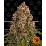 Pink Kush Feminized (Barney's Farm)