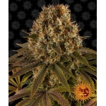 Strawberry Lemonade Feminized (Barney's Farm)