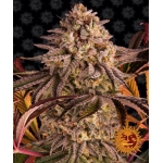 Blue Sunset Sherbert Feminized (Barney's Farm)