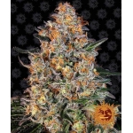 Bubba Kush Feminized 1 seed (Barney's Farm)