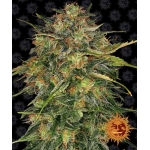 Cheese Feminized 1 seed (Barney's Farm)