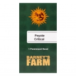 Peyote Critical Feminized 1 seed (Barney's Farm)