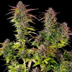 Cookies Gelato Feminized 3 seeds (Royal Queen Seeds)