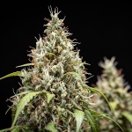 Cookies Gelato Automatic 3 seeds (Royal Queen Seeds)