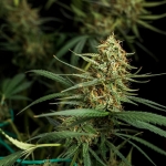 HulkBerry Automatic 3 seeds (Royal Queen Seeds)