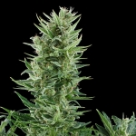 Quick One Automatic 3 seeds (Royal Queen Seeds)