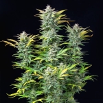 Quick One Automatic 3 seeds (Royal Queen Seeds)