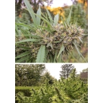 Passion #1 Feminized 3 seeds (Dutch Passion)