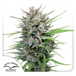 Passion #1 Feminized 3 seeds (Dutch Passion)