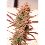 Auto Banana Blaze 3 seeds (Dutch Passion)