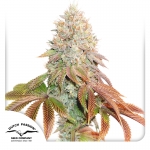 Auto Banana Blaze 3 seeds (Dutch Passion)