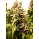 Auto Critical Orange Punch 7 seeds (Dutch Passion)