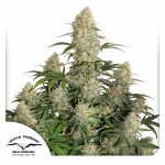 Auto Critical Orange Punch 7 seeds (Dutch Passion)