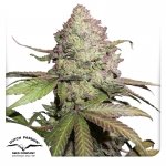 CBD Auto Charlotte's Angel 3 seeds (Dutch Passion)