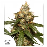 Auto THC-Victory High THC-V 3 seeds (Dutch Passion)