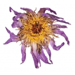 Blue Lotus Whole Flowers 25g (De Sjamaan)